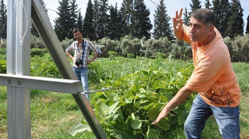 Telde İncir &Uuml;rettiler