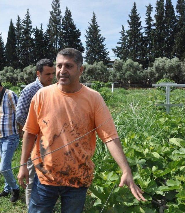 Telde İncir &Uuml;rettiler 1