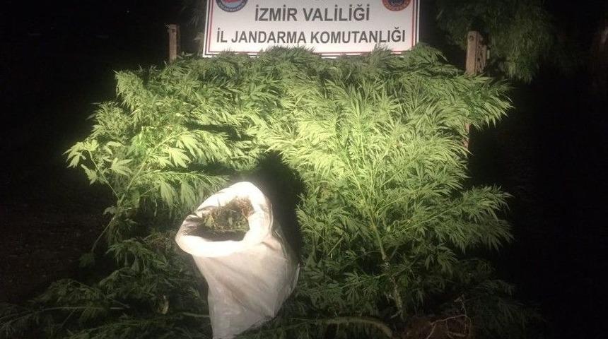 Kestane Bah&ccedil;esinde Kenevir Yetiştirdiler