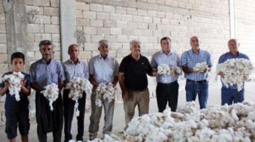 Pamukta Sezonun İlk Hasadı