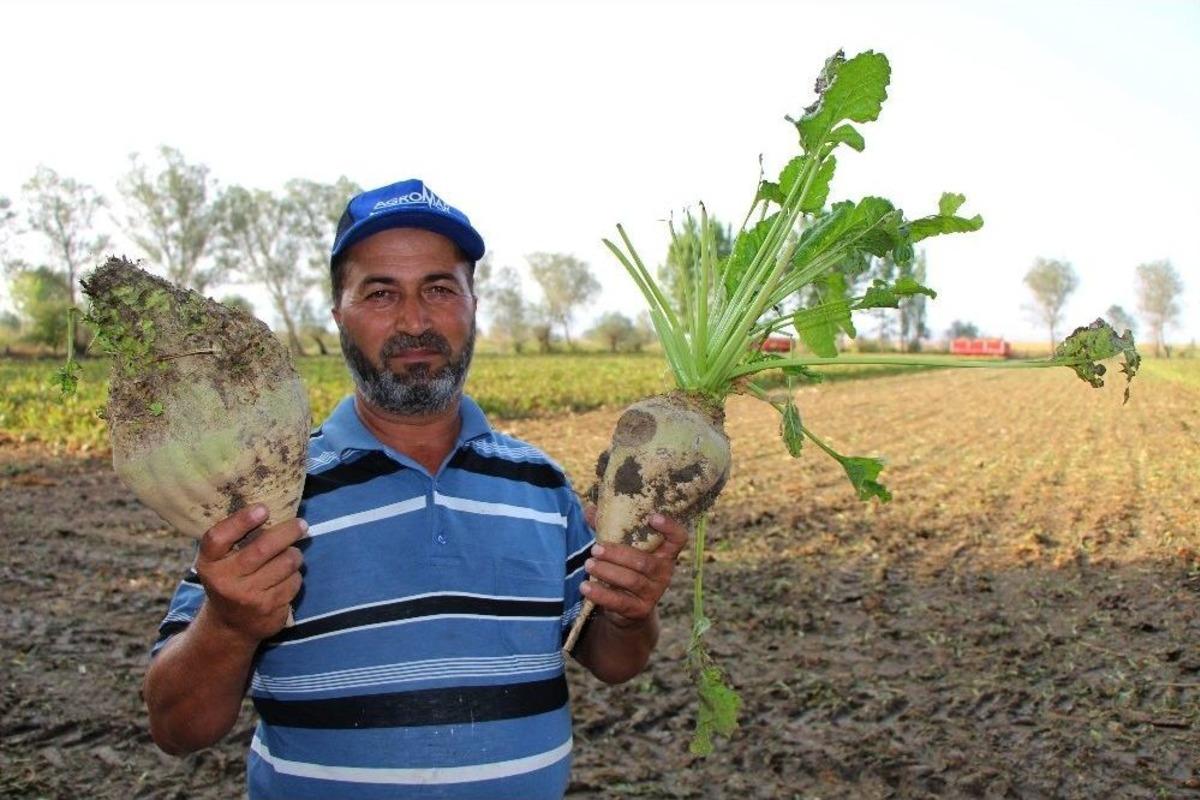 Şeker Pancarının Tarladan Sofraya Yolculuğu Başladı