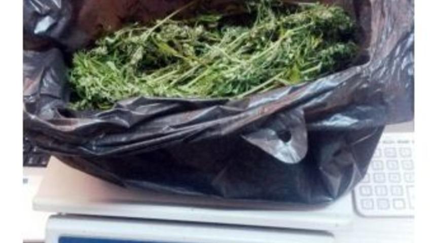 Tavuk K&uuml;mesine Kenevir Ekmişler