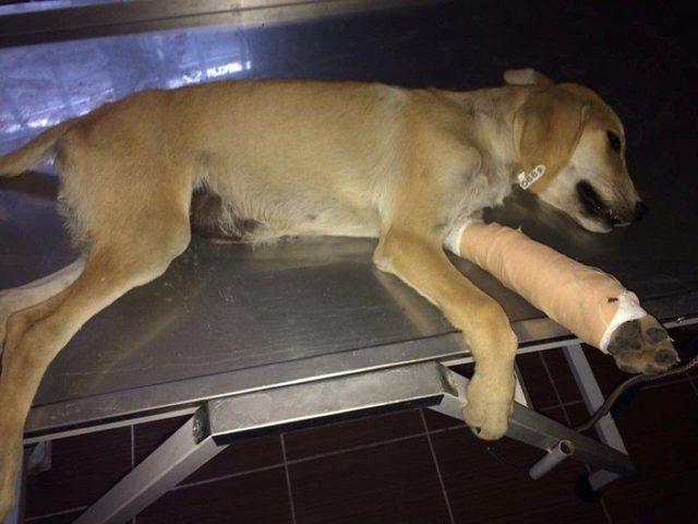 Ayağı Kırılan K&ouml;pek Tedavi Edildi 1