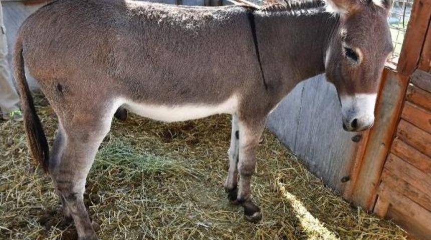 Doğal Yaşam Parkındaki Yaralı Eşek Tedavi Edildi