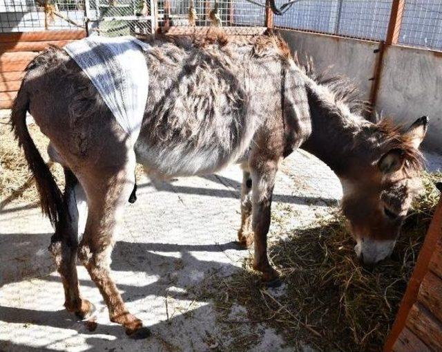 Doğal Yaşam Parkındaki Yaralı Eşek Tedavi Edildi