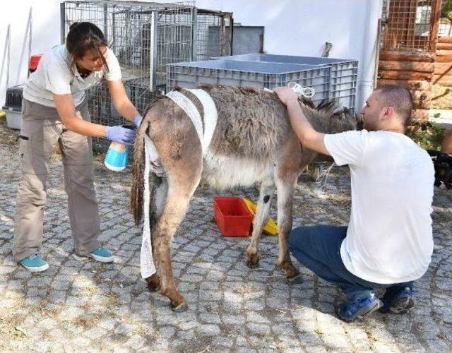 Doğal Yaşam Parkındaki Yaralı Eşek Tedavi Edildi