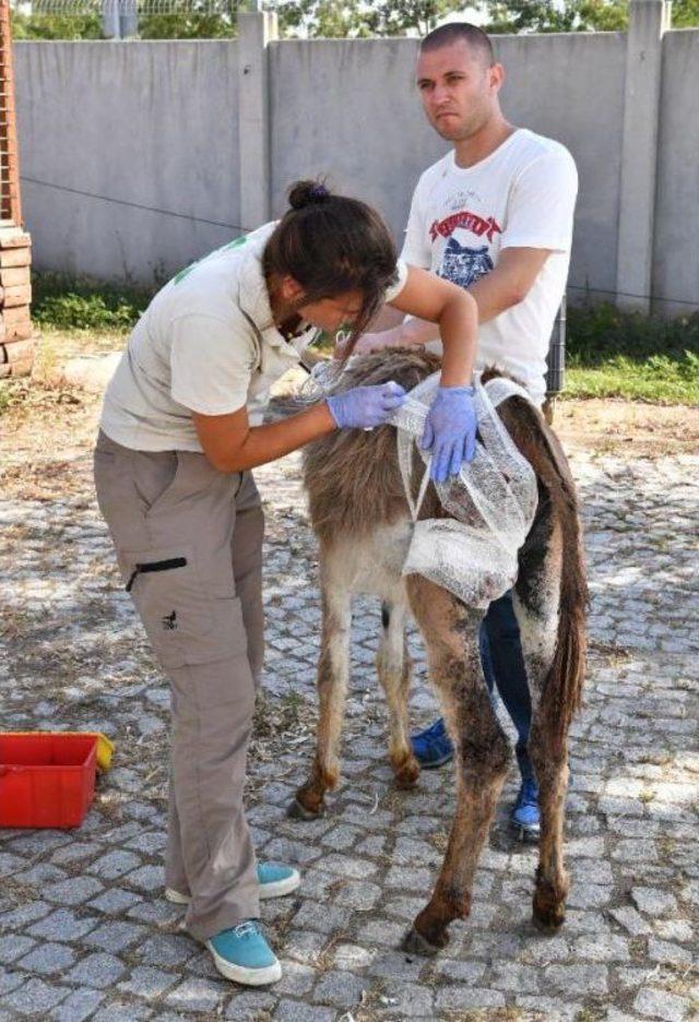 Doğal Yaşam Parkındaki Yaralı Eşek Tedavi Edildi