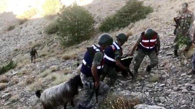 Jandarma Ve Afad'tan 2 Saatlik Keçi Kurtarma Operasyonu