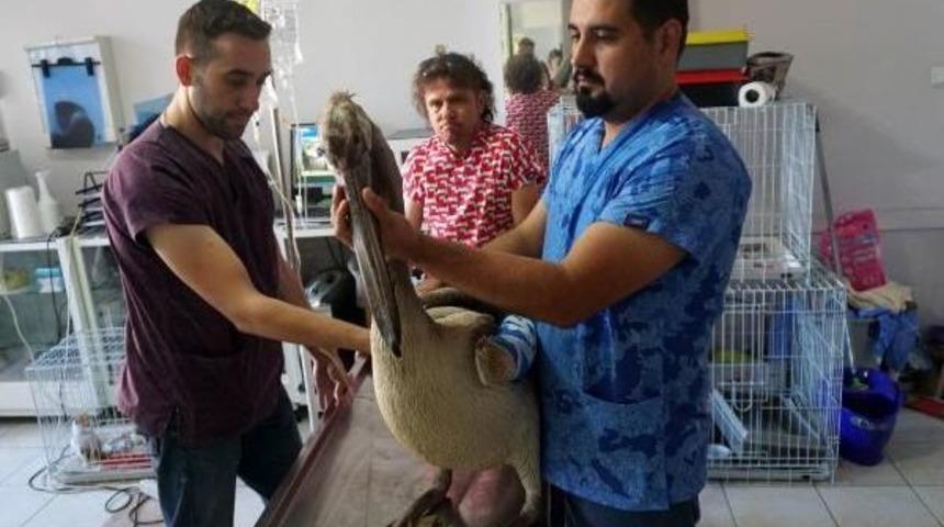 Yazlık&ccedil;ıların Kayalıklarda Bulduğu Yaralı Pelikan Tedaviye Alındı