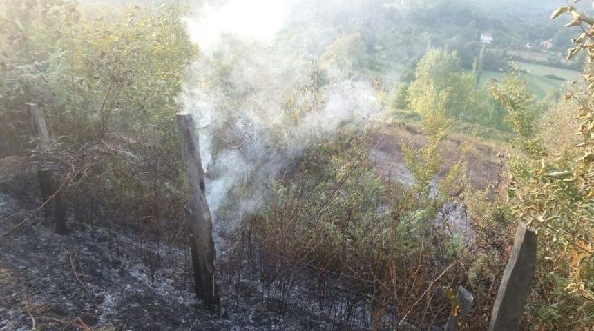 Fındık Bah&ccedil;esi K&uuml;l Oldu