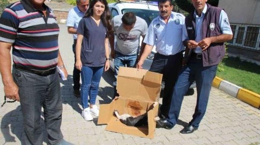 Varto'daki Yaralı Kedi Tedavi I&ccedil;in Muş'a G&ouml;t&uuml;r&uuml;ld&uuml;