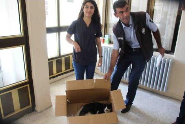 Varto'daki Yaralı Kedi Tedavi Için Muş'a Götürüldü