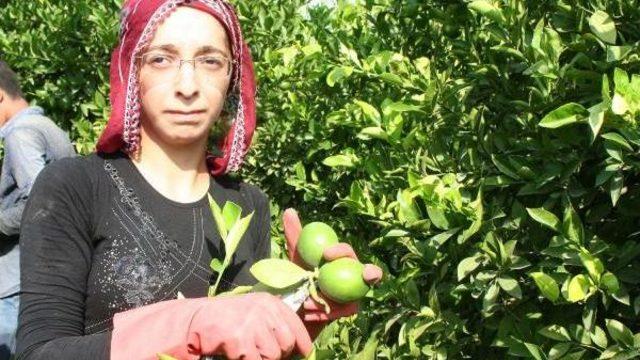 Mersin'de Limon Hasadı Başladı