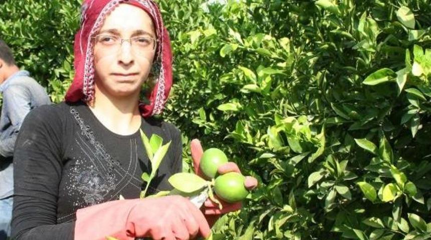 Mersin'de Limon Hasadı Başladı