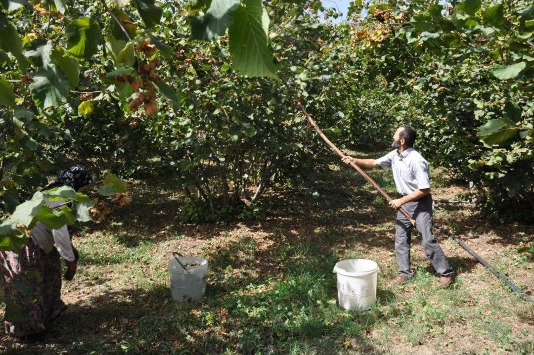 İneg&ouml;l Fındığı Karadeniz&rsquo;e Rakip