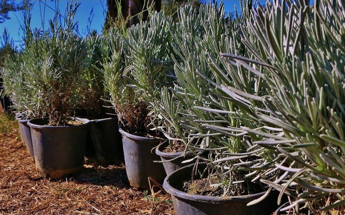 Kazdağları Lavanta A&ccedil;acak