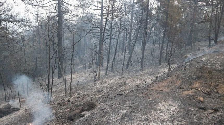Orman Yangınında 25 Hektar Alan K&uuml;l Oldu