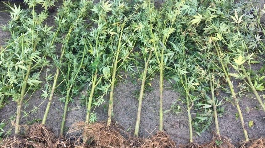 Zonguldak&rsquo;ta 10 Kilogram Esrar Ele Ge&ccedil;irildi