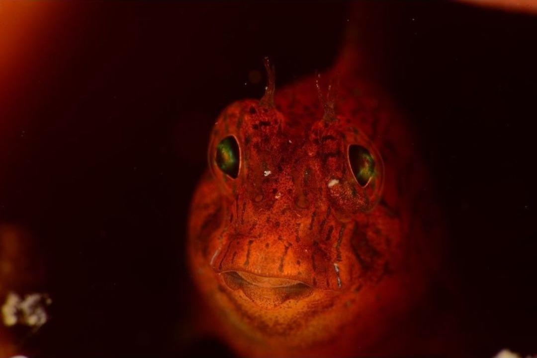 Sualtında &Ccedil;ekilen Fotoğraflar G&ouml;renleri B&uuml;y&uuml;ledi