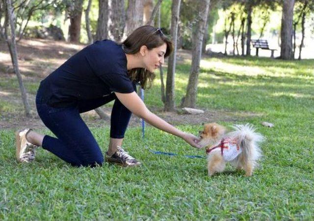 İnternetten 15 Bin Liraya Aldığı Köpek Kalp Hastası Çıkınca Şikayetçi Oldu