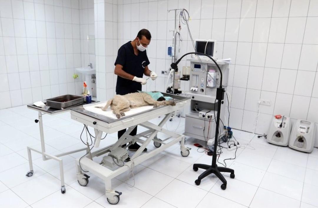 Kulağı Kesilen Yavru K&ouml;pek Tedavi Altına Alındı