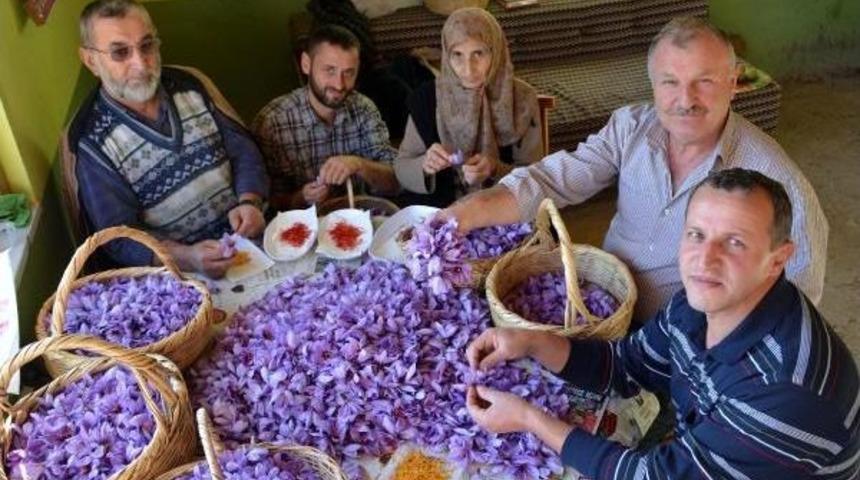 Safranbolu'da Safran Hasadı Başladı