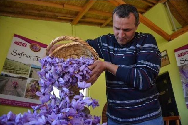 Safranbolu da Safran Hasadı Başladı 1