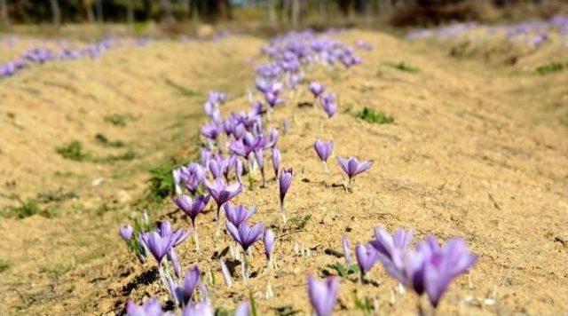 Safranbolu da Safran Hasadı Başladı 2