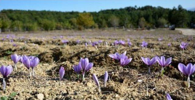 Safranbolu da Safran Hasadı Başladı 3