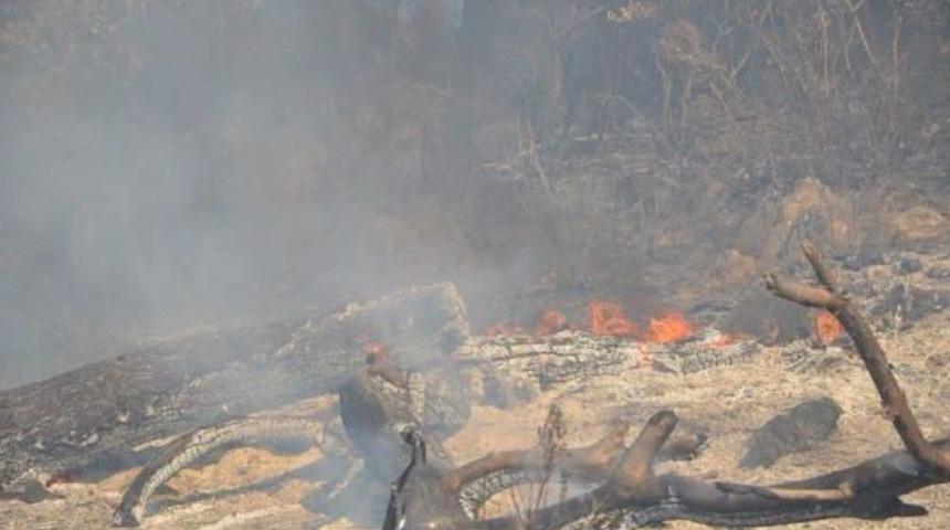 Kozan'da Orman Yangını