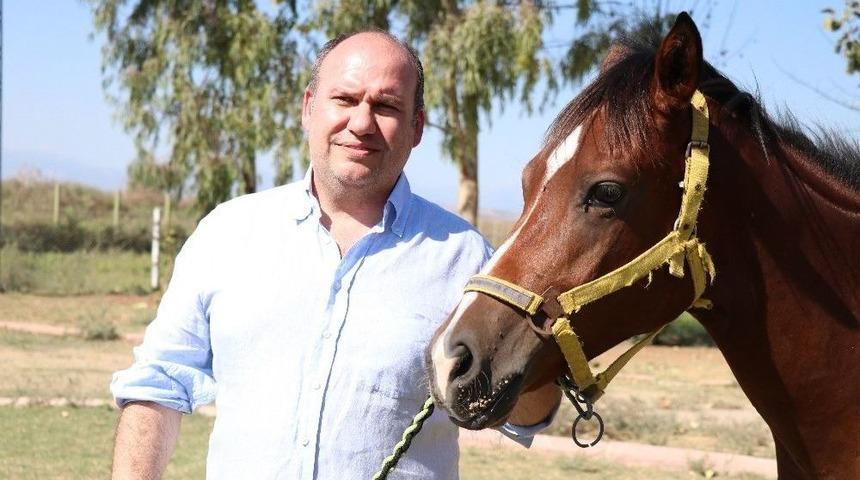 İngiliz Yarış Atları L&uuml;ks Otomobil Fiyatına Satılacak