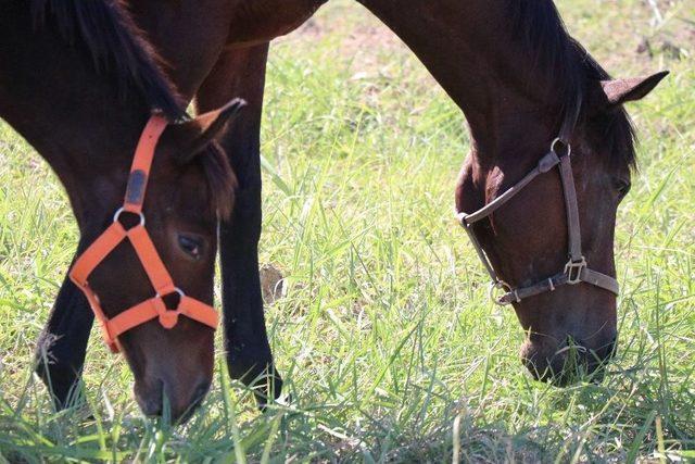 İngiliz Yarış Atları L&uuml;ks Otomobil Fiyatına Satılacak 1
