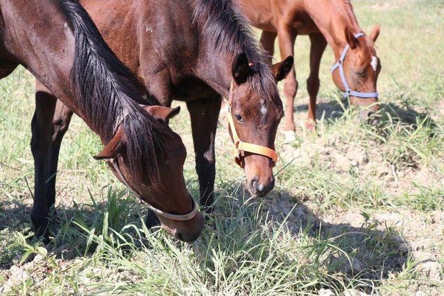 İngiliz Yarış Atları L&uuml;ks Otomobil Fiyatına Satılacak 2