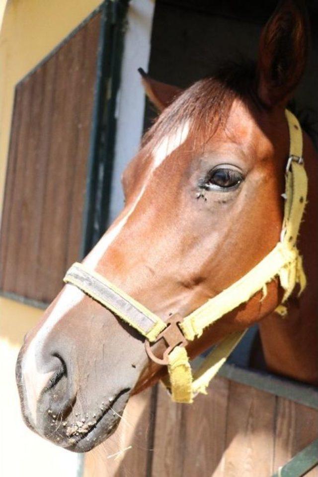 İngiliz Yarış Atları L&uuml;ks Otomobil Fiyatına Satılacak 3