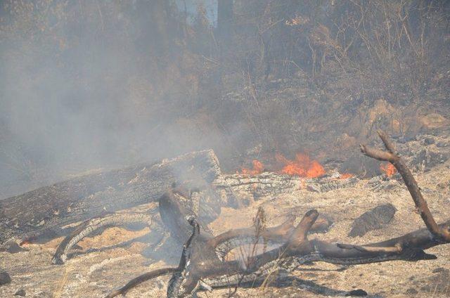 Adana&rsquo;da Orman Yangını 1