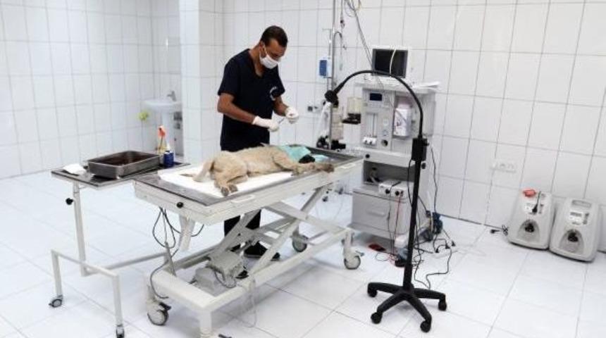 İşkence G&ouml;ren Yavru K&ouml;peğe, Belediye Sahip &Ccedil;ıktı