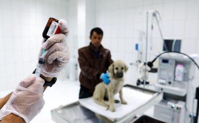 İşkence Gören Yavru Köpeğe, Belediye Sahip Çıktı