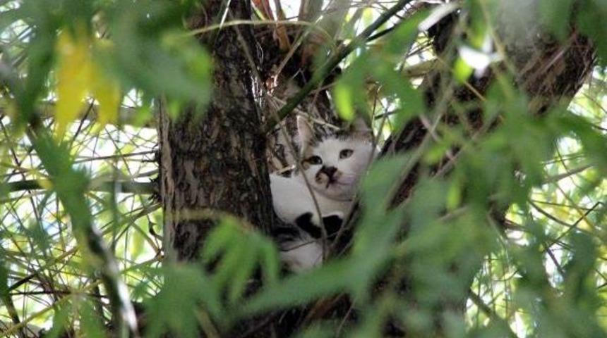 Ağa&ccedil;ta Mahsur Kalan Kediyi Itfaiye Kurtardı