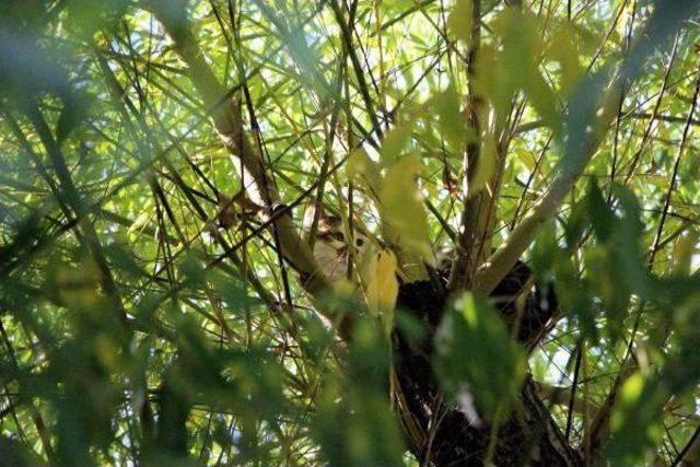 Ağaçta Mahsur Kalan Kediyi Itfaiye Kurtardı