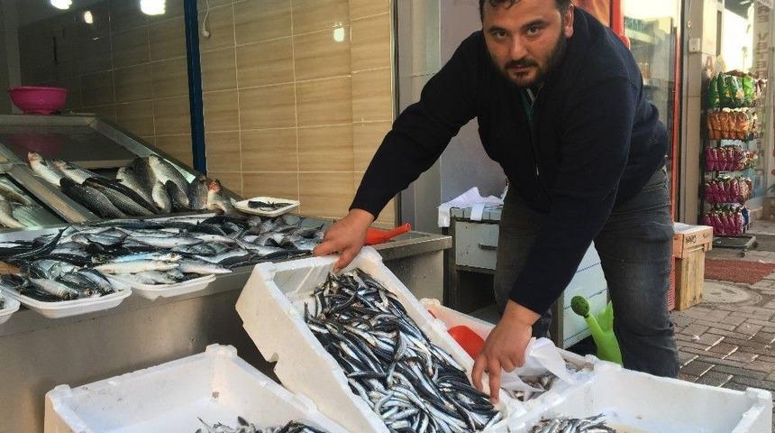 Hamsi Tavan Yaptı: 20 Tl