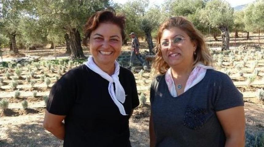 Kazdağları Eteklerinde 'akademik Lavanta' Yetişecek