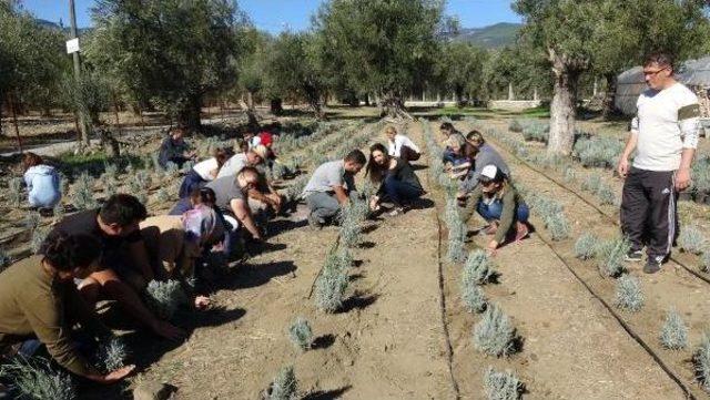 Kazdağları Eteklerinde 'akademik Lavanta' Yetişecek