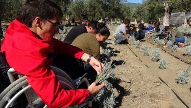 Kazdağları Eteklerinde 'akademik Lavanta' Yetişecek