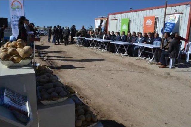 Nevşehir'de 'milli Patates' Ile Tarla Günü