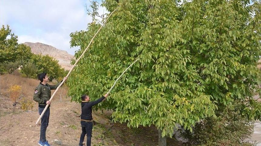 Hekimhan Cevizi &Uuml;reticinin Y&uuml;z&uuml;n&uuml; G&uuml;ld&uuml;r&uuml;yor