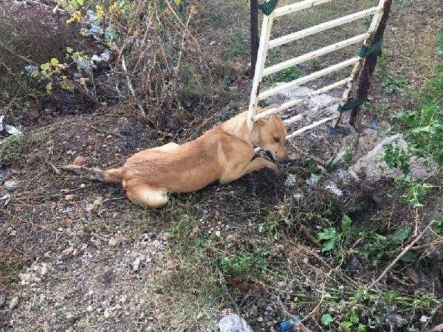 Kafası Bahçe Kapısına Sıkışan Köpeği Itfaiye Kurtardı