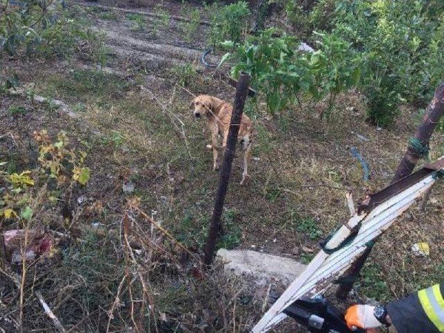 Kafası Bahçe Kapısına Sıkışan Köpeği Itfaiye Kurtardı