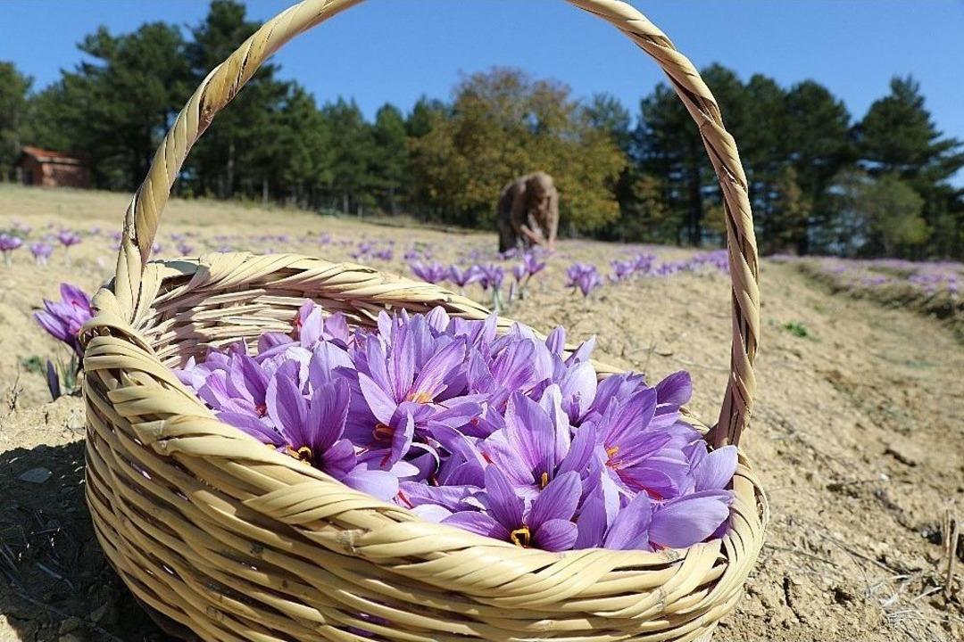 D&uuml;nyanın En Pahalı Bitkisinde Hasad Başladı