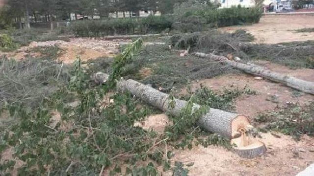 Meteoroloji Gözleme Istasyonunun Veri Üretmesi Için Ağaçlar Kesildi