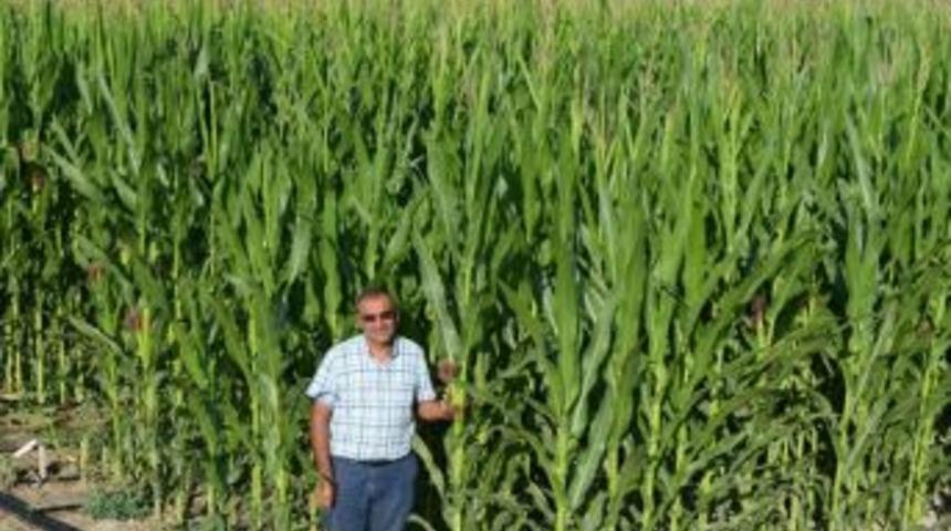 Kayseri Şeker&rsquo;in S&ouml;zleşmeli Silajlık Mısır Ekiminde Talep Patlaması Yaşanıyor